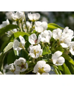 Säulenbirne 'Obelisk' -Biohort || LECHUZA Verkaufsgeschäft 7754989 PR DE 002 PyrusBirneSaeulenbirneObeliskPixabay