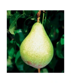 Säulenbirne 'Condo' 7 Säulenbirne 'Condo' -Biohort || LECHUZA Verkaufsgeschäft 7754997 BildFS 001 SaeulenbirneCondoSaeulenbirneCondoS