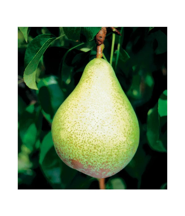 Säulenbirne 'Condo' 5 Säulenbirne 'Condo' – Bild 3