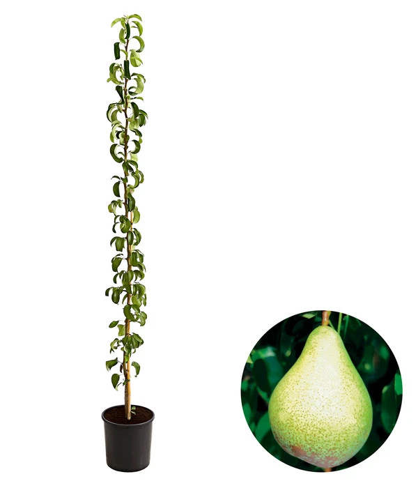 Säulenbirne 'Condo' 3 Säulenbirne 'Condo'