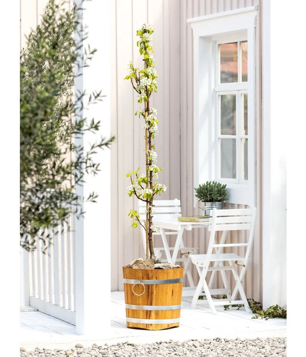 Säulenbirne 'Condo' 4 Säulenbirne 'Condo' – Bild 2