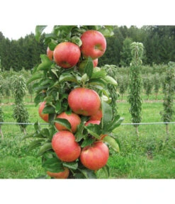 Säulenapfel 'Sonate' -Biohort || LECHUZA Verkaufsgeschäft 7755879 PR DE 001 SaeulenapfelSonate