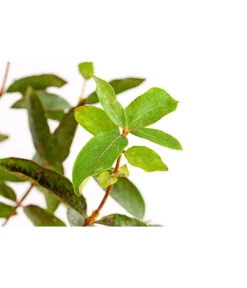 Maibeere -Biohort || LECHUZA Verkaufsgeschäft 7756448 PR DE 003 SibirischeBlaubeerePolina3LiterDehnerExpressHerzig