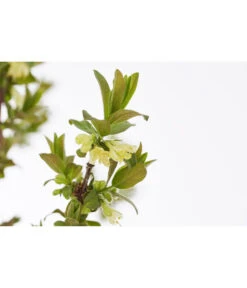 Sibirische Blaubeere 'MyBerry® Sweet' -Biohort || LECHUZA Verkaufsgeschäft 7756463 PR DE 001 SibirischeBlaubeereMyBerrySweet5LDehnerExpressZS