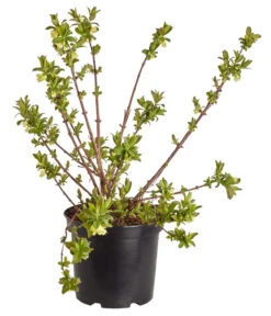 Sibirische Blaubeere 'MyBerry® Sweet' -Biohort || LECHUZA Verkaufsgeschäft 7756463 PR FS 001 SibirischeBlaubeereMyBerrySweet5LDehnerExpressZS