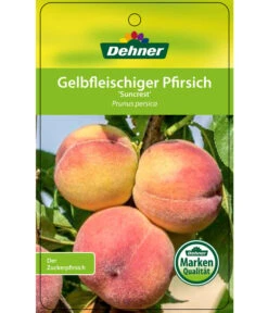 Pfirsich 'Suncrest' -Biohort || LECHUZA Verkaufsgeschäft 7760754 GelbfleischigerPfirsichSuncrest Etikett 1