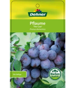 Dehner Pflaume 'The Czar' -Biohort || LECHUZA Verkaufsgeschäft 7762842 PflaumeTheCzar Etikett 1