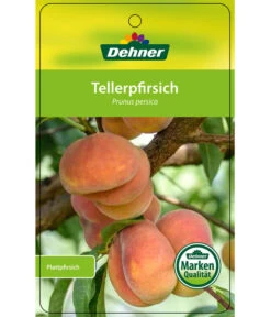 Dehner Tellerpfirsich -Biohort || LECHUZA Verkaufsgeschäft 7763378 Tellerpfirsich Etikett 1
