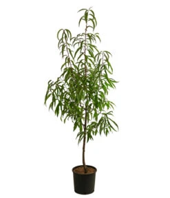 Tellernektarine -Biohort || LECHUZA Verkaufsgeschäft 7763386 WE FS 001 PrunusTellernektarineDehnerExpressHerzig