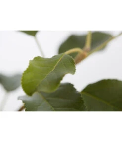 Herbstapfel 'Topaz' -Biohort || LECHUZA Verkaufsgeschäft 7763931 PR DE 001 ApfelTopazMalusBusch95LiterDehnerExpressZS