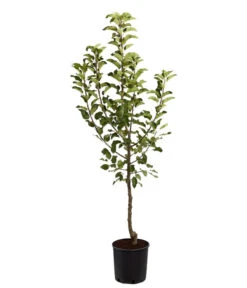 Herbstapfel 'Topaz' -Biohort || LECHUZA Verkaufsgeschäft 7763931 PR FS 001 ApfelTopazMalusBusch95LiterDehnerExpressZS