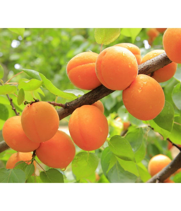 Aprikose, Einjährige Veredelung 3 Aprikose, Einjährige Veredelung