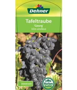 Tafeltraube 'Georg' -Biohort || LECHUZA Verkaufsgeschäft 7773575 TafeltraubeGeorg Etikett 1