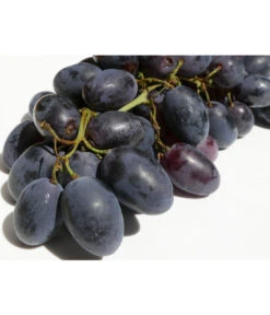 Tafeltraube 'Georg' -Biohort || LECHUZA Verkaufsgeschäft 7773575 WE DE 001 VitisWeinGeorgPixabay