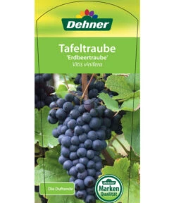 Tafeltraube 'Erdbeertraube' -Biohort || LECHUZA Verkaufsgeschäft 7773708 TafeltraubeErdbeertraube Etkett 1