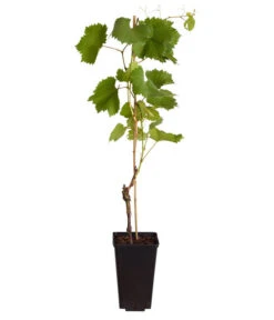 Tafeltraube 'Erdbeertraube' -Biohort || LECHUZA Verkaufsgeschäft 7773708 WE FS 001 VitisViniferaWeinErdbeertraube3LiterDehnerExpressZS