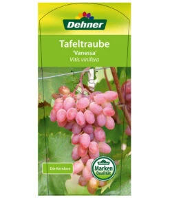 Tafeltraube 'Vanessa' -Biohort || LECHUZA Verkaufsgeschäft 7773732 TafeltraubeVanessa Etikett1