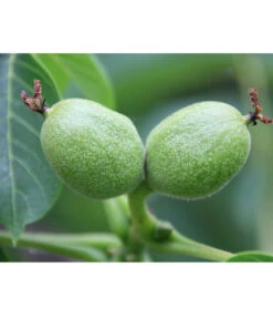 Weinheimer Walnuss Klon 139 -Biohort || LECHUZA Verkaufsgeschäft 7776818 WE DE WeinheimerWalnussKlon139Pixabay