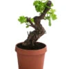 Weinrebe, Bonsai -Biohort || LECHUZA Verkaufsgeschäft 7778806 WE FS 001 VitisWeinrebenstammBonsaiT18