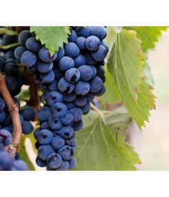 Dehner Gourmet Garten Tafeltraube 'Muscat Blue' -Biohort || LECHUZA Verkaufsgeschäft 7779101 PR DE 002 VitisWeintraubenMuscatBleuPixabay