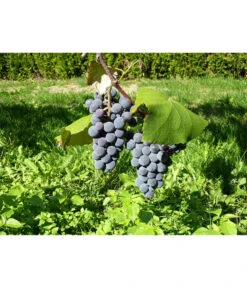 Dehner Gourmet Garten Tafeltraube 'Muscat Blue' -Biohort || LECHUZA Verkaufsgeschäft 7779101 WE DE 002 WeintraubeBlauerMuskatellerPixabay