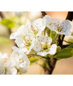 Sommerbirne 'Williams Christ' -Biohort || LECHUZA Verkaufsgeschäft 7780539 PR DE 022 BirneWilliamsChristPixabay