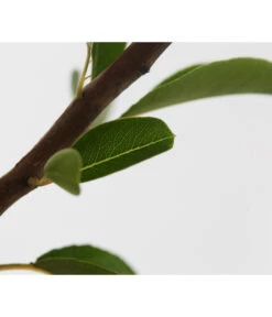 Sommerbirne 'Williams Christ' -Biohort || LECHUZA Verkaufsgeschäft 7780539 WE DE 001 BirneWilliamChristBuschPyrus