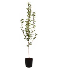 Sommerbirne 'Williams Christ' -Biohort || LECHUZA Verkaufsgeschäft 7780539 WE FS 001 BirneWilliamChristBuschPyrus95Liter