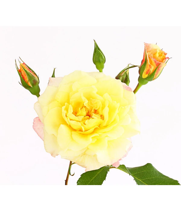 Kletterrosen 'Klettermaxe®' 16 Kletterrosen 'Klettermaxe®' – Bild 14