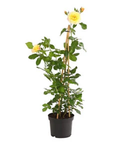 Kletterrosen 'Klettermaxe®' 28 Kletterrosen 'Klettermaxe®' -Biohort || LECHUZA Verkaufsgeschäft 7801251 PR FS 001 KletterroseUrtyard5LiterKRMoonlightDehnerExpressHerzig