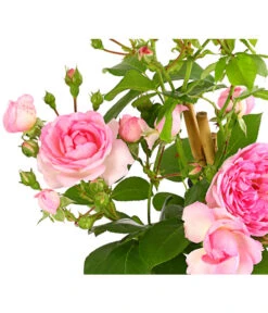 Kletterrosen 'Klettermaxe®' 21 Kletterrosen 'Klettermaxe®' -Biohort || LECHUZA Verkaufsgeschäft 7801954 PR DE 001 KlettermaxeKordes5LiterKletterroseFlorentinaDehnerExpressHerzig