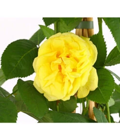 Kletterrosen 'Klettermaxe®' 18 Kletterrosen 'Klettermaxe®' -Biohort || LECHUZA Verkaufsgeschäft 7801954 PR DE 001 KlettermaxeKordes5LiterKletterroseGoldenGateDehnerExpressHerzig