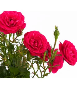 Kletterrosen 'Klettermaxe®' 27 Kletterrosen 'Klettermaxe®' -Biohort || LECHUZA Verkaufsgeschäft 7801954 PR DE 001 KlettermaxeKordes5LiterKletterroseJasminaDehnerExpressHerzig