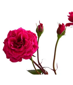 Kletterrosen 'Klettermaxe®' 25 Kletterrosen 'Klettermaxe®' -Biohort || LECHUZA Verkaufsgeschäft 7801954 PR DE 002 KlettermaxeKordes5LiterKletterroseJasminaDehnerExpressHerzig