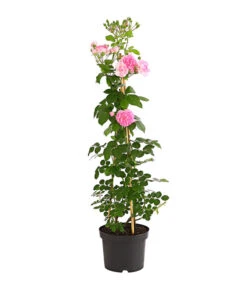 Kletterrosen 'Klettermaxe®' 20 Kletterrosen 'Klettermaxe®' -Biohort || LECHUZA Verkaufsgeschäft 7801954 PR FS 001 KlettermaxeKordes5LiterKletterroseFlorentinaDehnerExpressHerzig