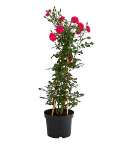 Kletterrosen 'Klettermaxe®' 24 Kletterrosen 'Klettermaxe®' -Biohort || LECHUZA Verkaufsgeschäft 7801954 PR FS 001 KlettermaxeKordes5LiterKletterroseJasminaDehnerExpressHerzig