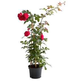 Kletterrosen 'Klettermaxe®' 22 Kletterrosen 'Klettermaxe®' -Biohort || LECHUZA Verkaufsgeschäft 7801954 PR FS 002 KlettermaxeKordes5LiterKletterroseFlorentinaDehnerExpressHerzig