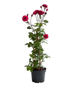 Kletterrosen 'Klettermaxe®' 26 Kletterrosen 'Klettermaxe®' -Biohort || LECHUZA Verkaufsgeschäft 7801954 PR FS 002 KlettermaxeKordes5LiterKletterroseJasminaDehnerExpressHerzig