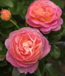 Edelrose 'Dornburger Schlossrose' -Biohort || LECHUZA Verkaufsgeschäft 7802093 WE DE 001 RosaRoseDornburgerSchlossrose4LRosenTantau