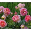 Edelrose 'Dornburger Schlossrose' -Biohort || LECHUZA Verkaufsgeschäft 7802093 WE MO 001 RosaRoseDornburgerSchlossrose4LRosenTantau