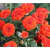 Zwergrose 'Orange Babyflor®' -Biohort || LECHUZA Verkaufsgeschäft 7802903 PR DE 001 RoseOrangeBabyflorTantau