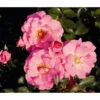 Bodendeckerrose 'Mirato®', Stämmchen -Biohort || LECHUZA Verkaufsgeschäft 7803091 WE FS 001 BodendeckerRoseMiratoTantauPink