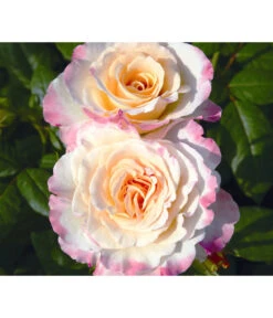 Edelrose 'Aquarell®' -Biohort || LECHUZA Verkaufsgeschäft 7803349 WE DE 002 NostalgieEdelroseAquarellTantauGelbKirschrotRet