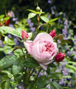 Edelrose 'Schöne Maid®' -Biohort || LECHUZA Verkaufsgeschäft 7803547 WE MO 002 NostalgieEdelroseSchoeneMaidTantauRosa