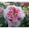 Edelrose 'Schöne Maid®' 2 Edelrose 'Schöne Maid®' -Biohort || LECHUZA Verkaufsgeschäft 7803554 PR DE 001 RoseSchoeneMainTatauRet
