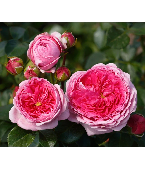 Nostalgie®-Edelrose 'Modern Art®' 3 Nostalgie®-Edelrose 'Modern Art®'