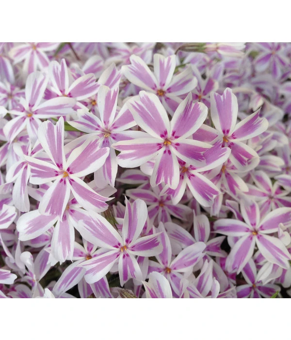 Teppich-Phlox 3 Teppich-Phlox