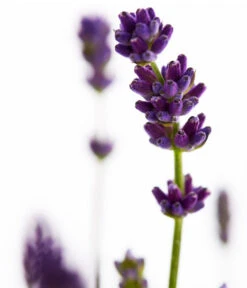 Duft-Lavendel 'Felice', 4er-Set -Biohort || LECHUZA Verkaufsgeschäft 7805773 WE DE 001 Lavendel