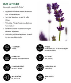 Lavendel-Set Lavendel-Vielfalt, 4-teilig -Biohort || LECHUZA Verkaufsgeschäft 7805773 WE IG 001 DuftLavendel