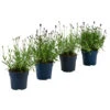 Lavendel-Set Lavendel-Vielfalt, 4-teilig -Biohort || LECHUZA Verkaufsgeschäft 7805781 WE FS 001 LavendelpaketMixLavandula4PflanzenT12